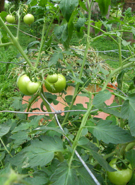 Tomato Tips For Nicaland.. - Nicaragua Expat Guide - Nicaragua Expat Guide