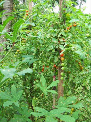 Tomato Tips For Nicaland.. - Nicaragua Expat Guide - Nicaragua Expat Guide