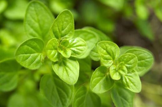 BENEFITS OF OREGANO, A HERB FOR MANY ILLNESSES - Nicaragua Expat Guide ...